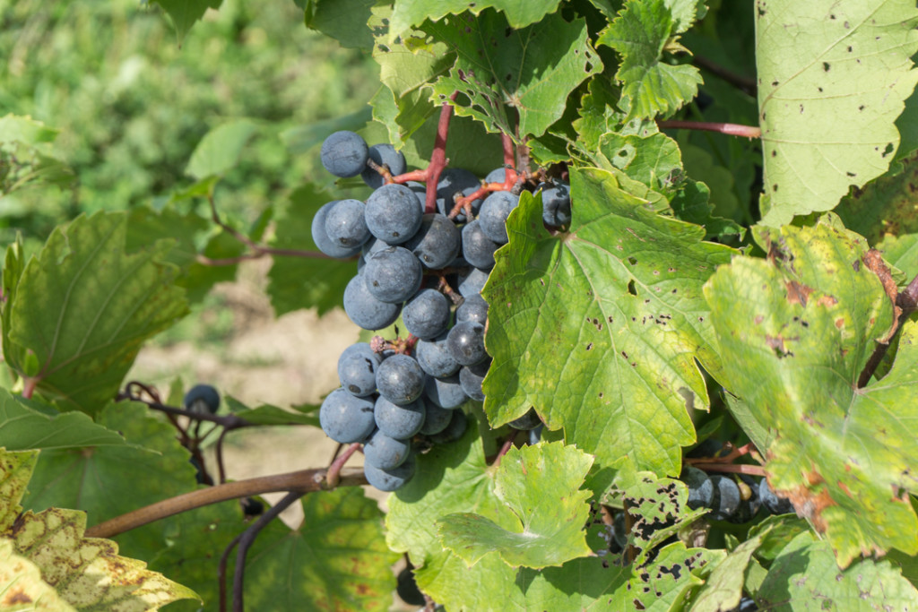 Grappe de raisins prêts pour les vendanges au Québec - Domaine De Lavoie