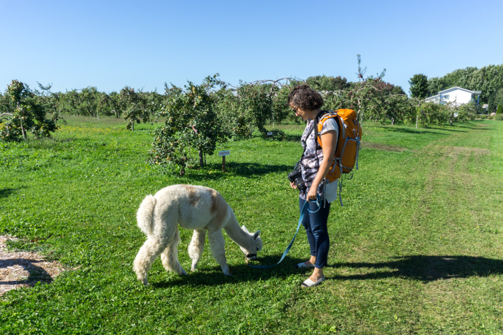 Pascale promène Hugo l'alpaga au Verger Champêtre