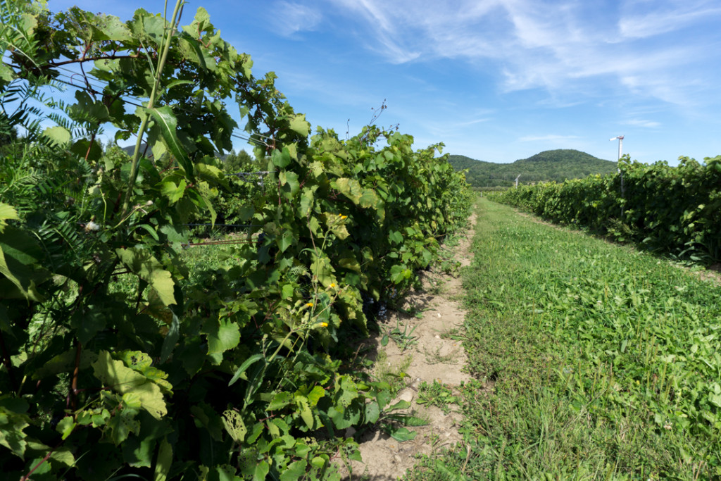 Entre les vignes - Montérégie, Québec