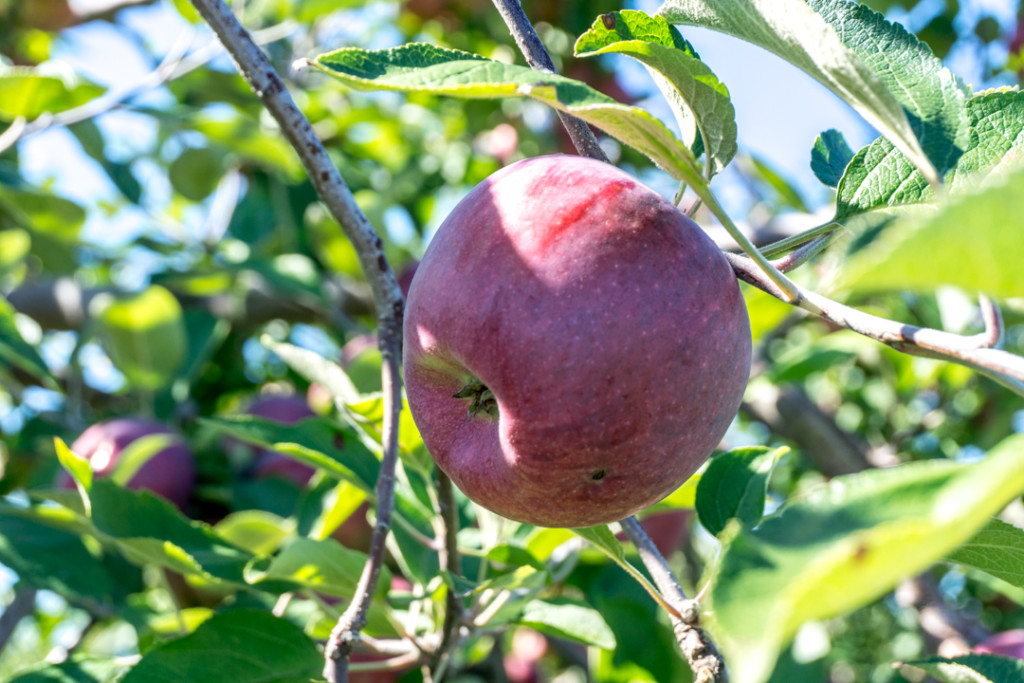 Autocueillette de pommes au Verger Champêtre de Montérégie