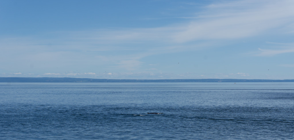 Une baleine au loin - Voyage à Tadoussac au Québec