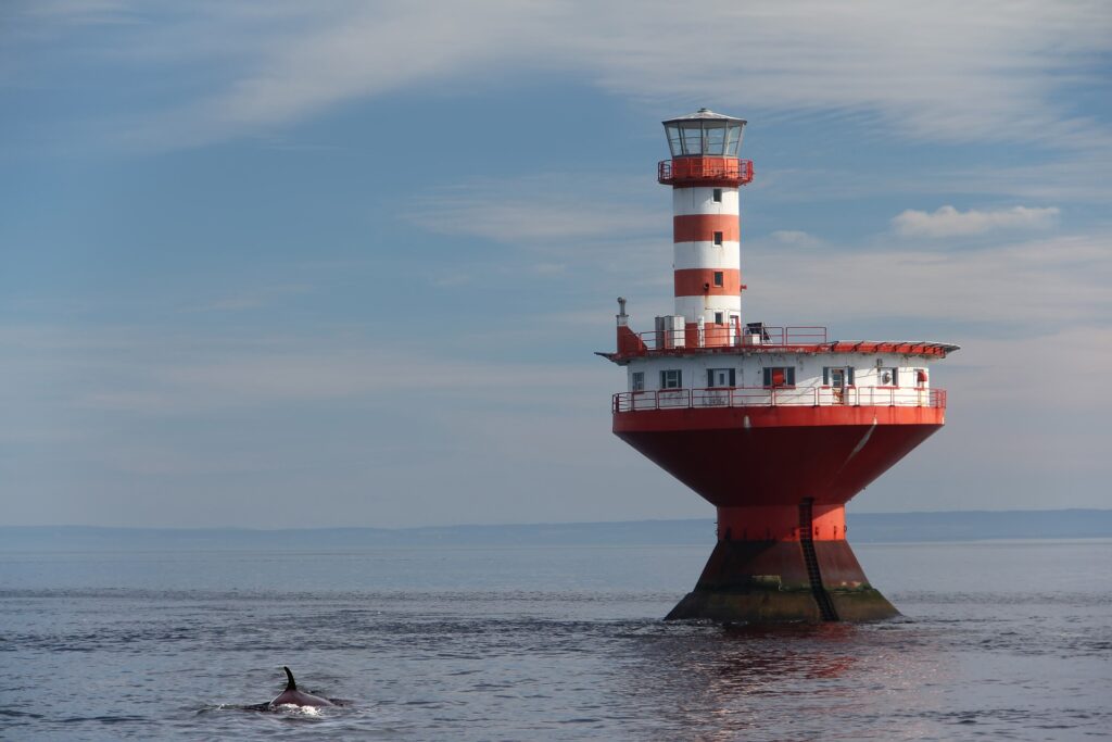 baleines autour du phare-bouée à Tadoussac - Christian Klein de Pixabay