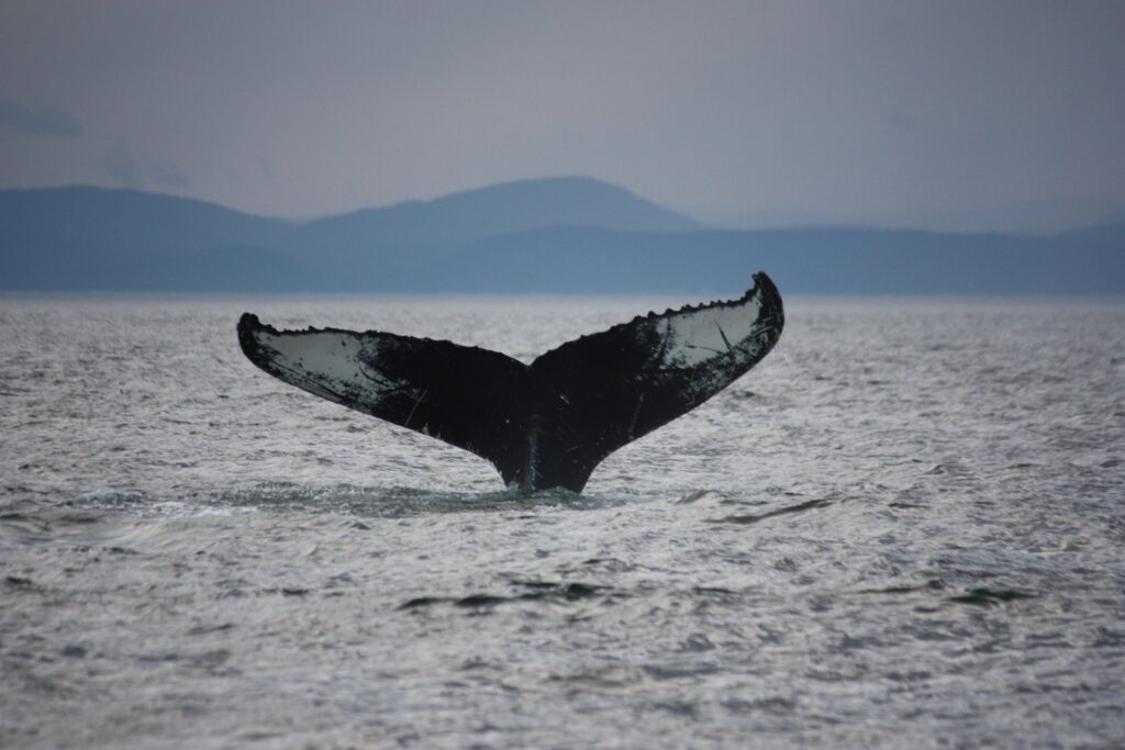 Queue de baleine à Tadoussac - Nathalie Gauthier - Pixabay