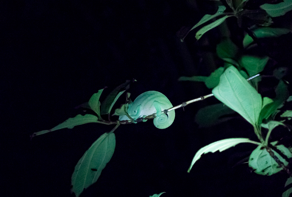 Un caméléon sur la branche dans la forêt du parc national Mitsinjo