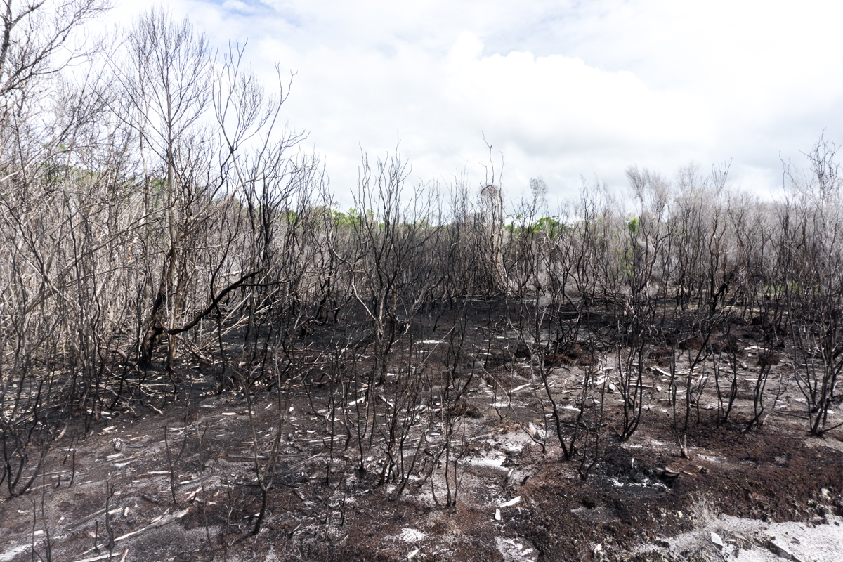 Forêt dévastée et brûlée par les feux de forêts à Madagascar