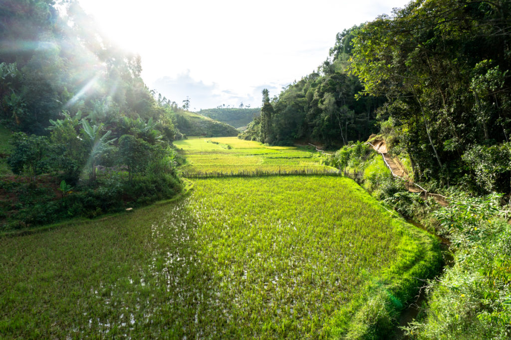 Panorama au lever du jour sur le Saha Forest Camp d'Anjozorobe, Madagascar