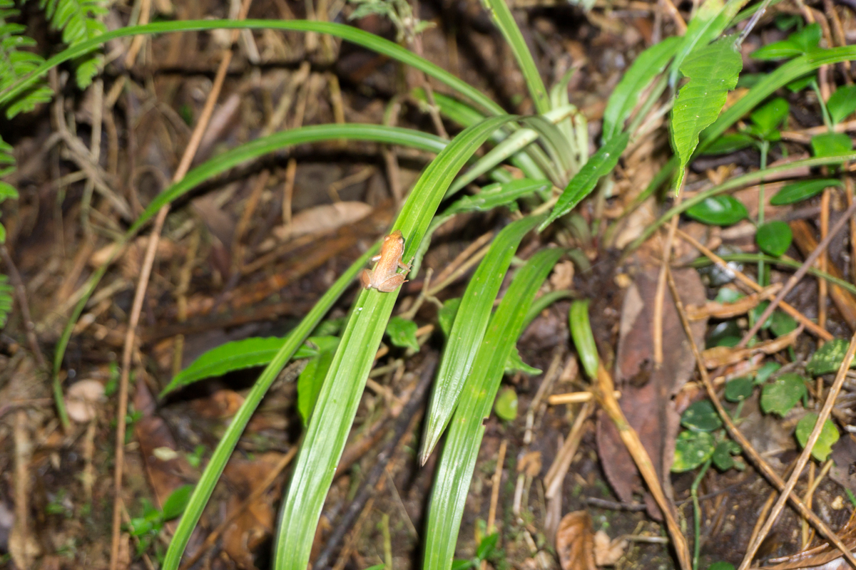 On découvre une petite grenouille sur une branche dans la forêt malgache