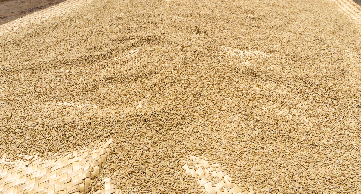 Riz qui sèche au soleil d'Anjozorobe avec Village Monde