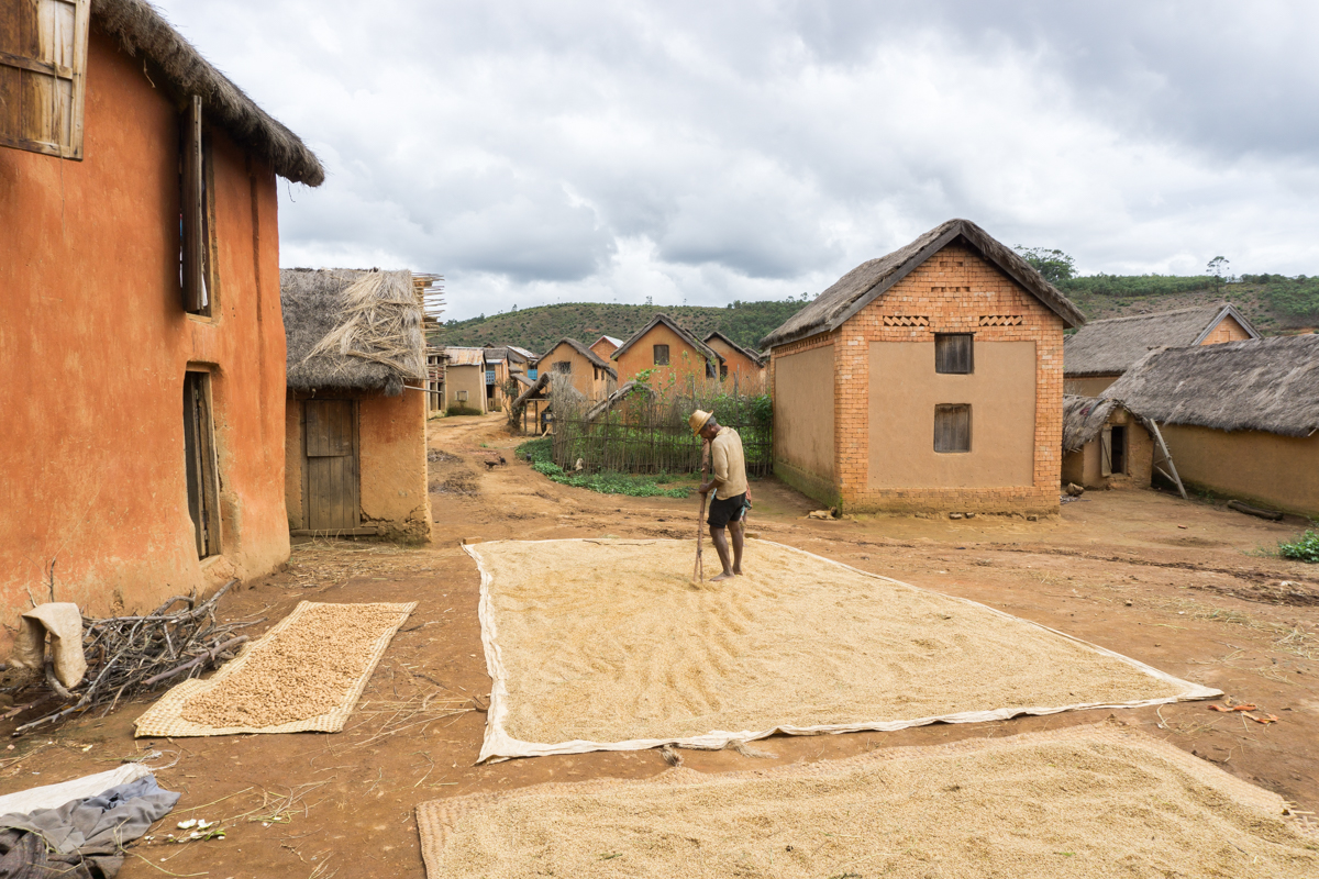 Villageois en train d'étendre et faire sécher le riz à Anjozorobe