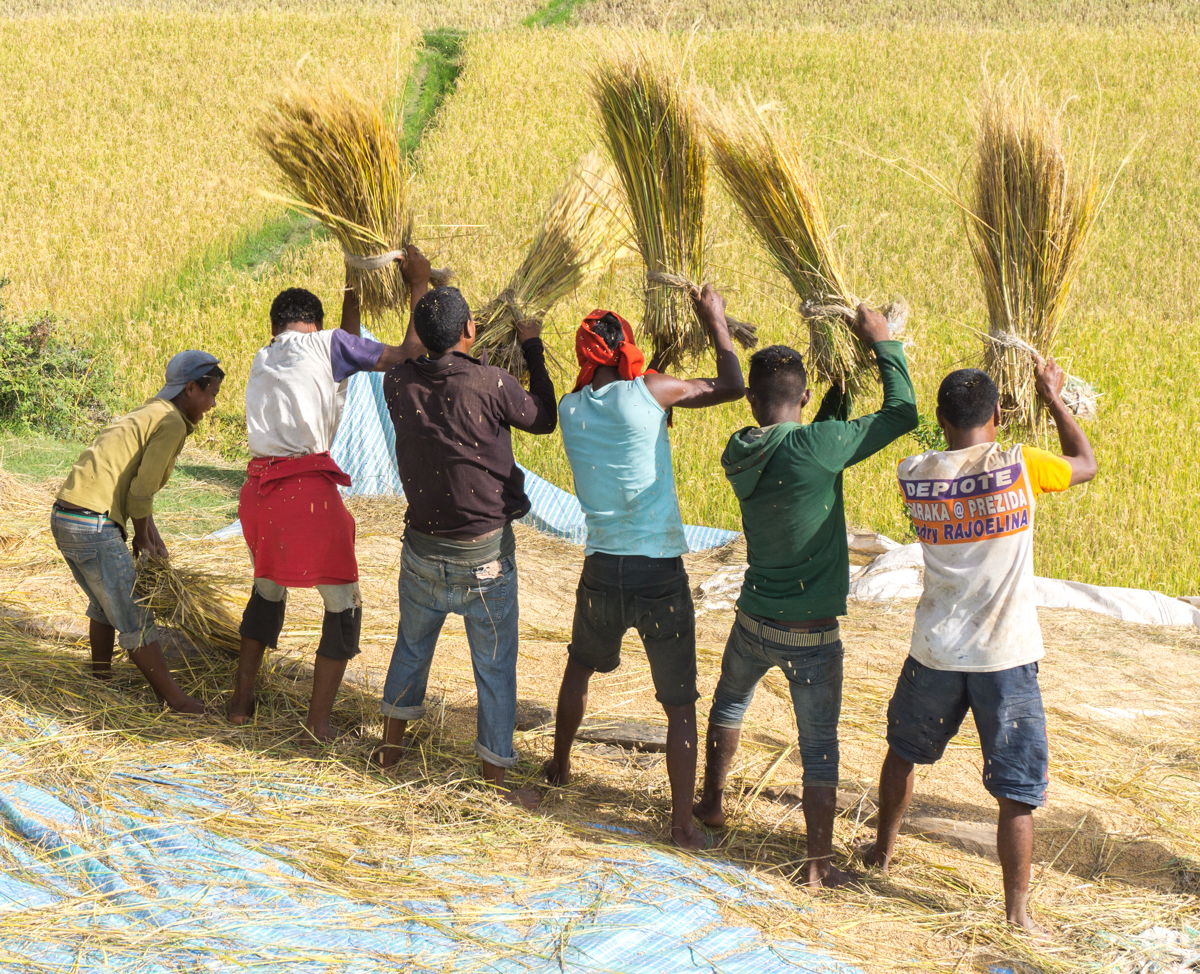 Villageois malgache en train de frapper le riz pour en ressortir les grains à Anjozorobe