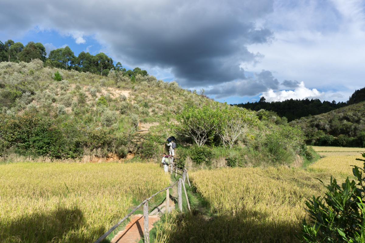 Vue sur les rizières à l'arrivée au Saha Forest Camp de Madagascar