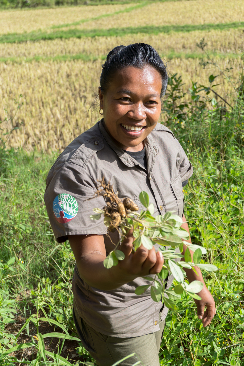 Guide malgache tient un plant d'arachides à Madagascar