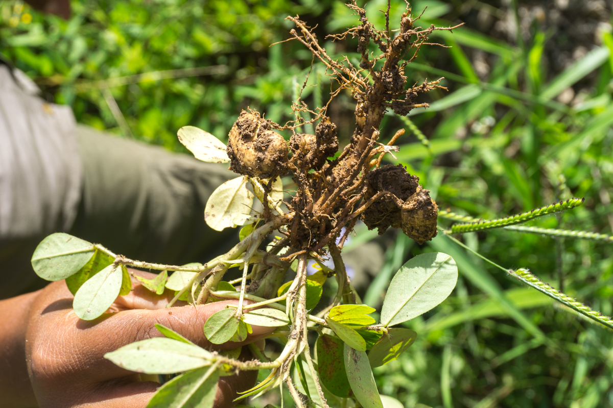 Plant de cacahuètes déraciné à Madagascar