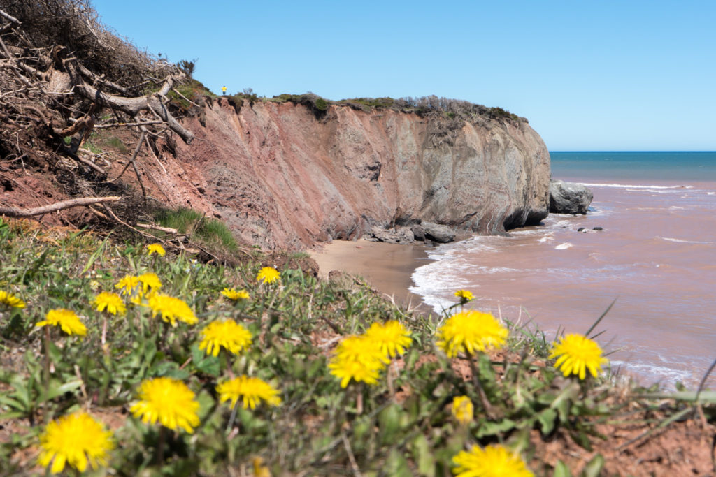 Pissenlits et falaise de l'île Boudreau