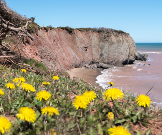 Pissenlits et falaise de l'île Boudreau