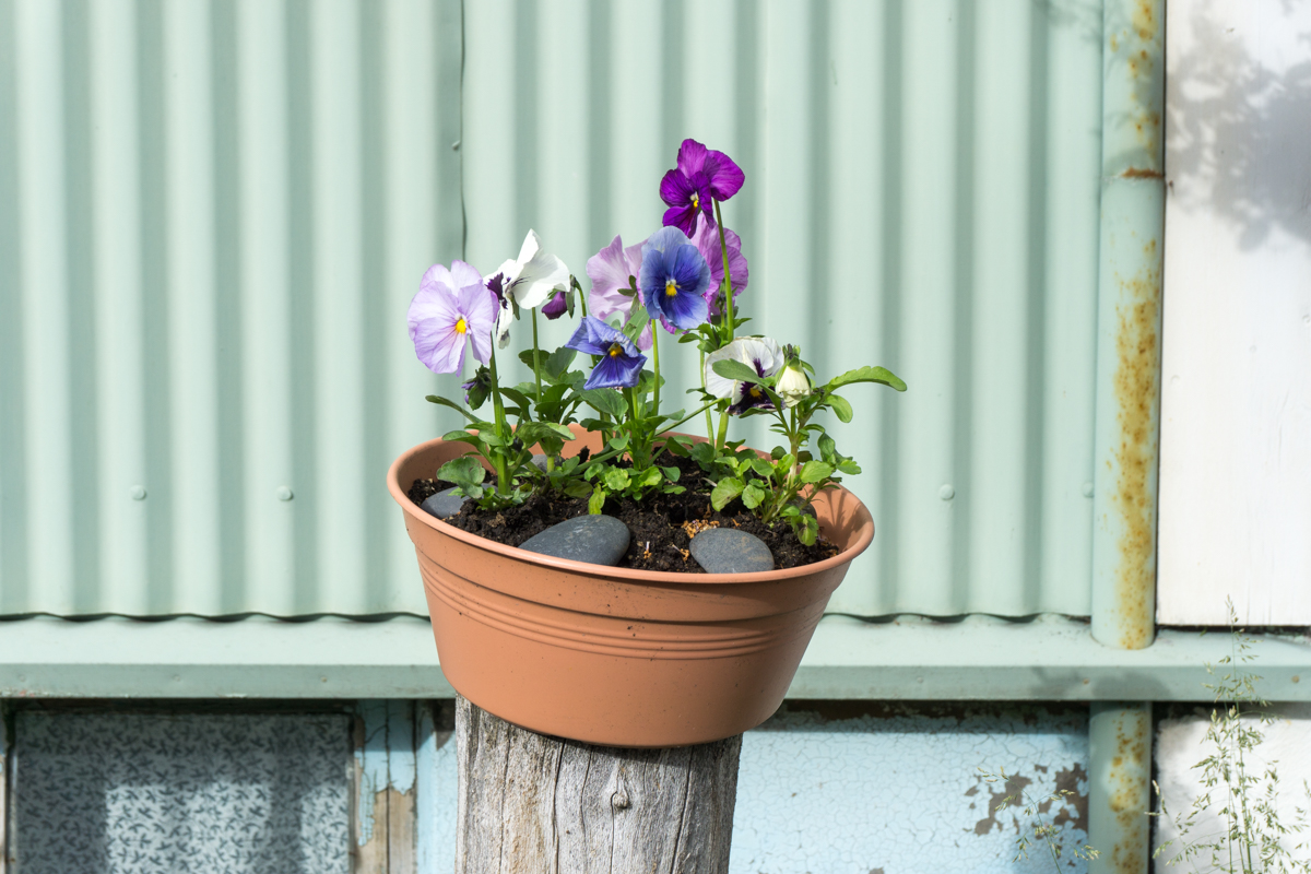 Pot de fleur dans les rues de Reykjavik