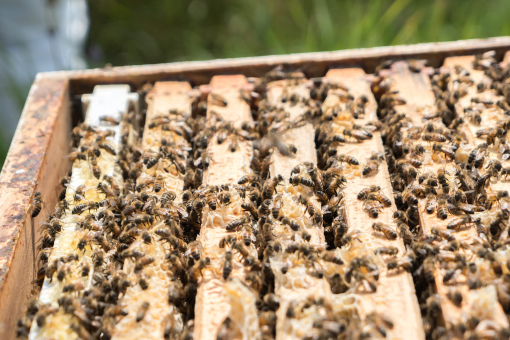 Abeilles dans la ruche et les rayons - Miellerie Charlo