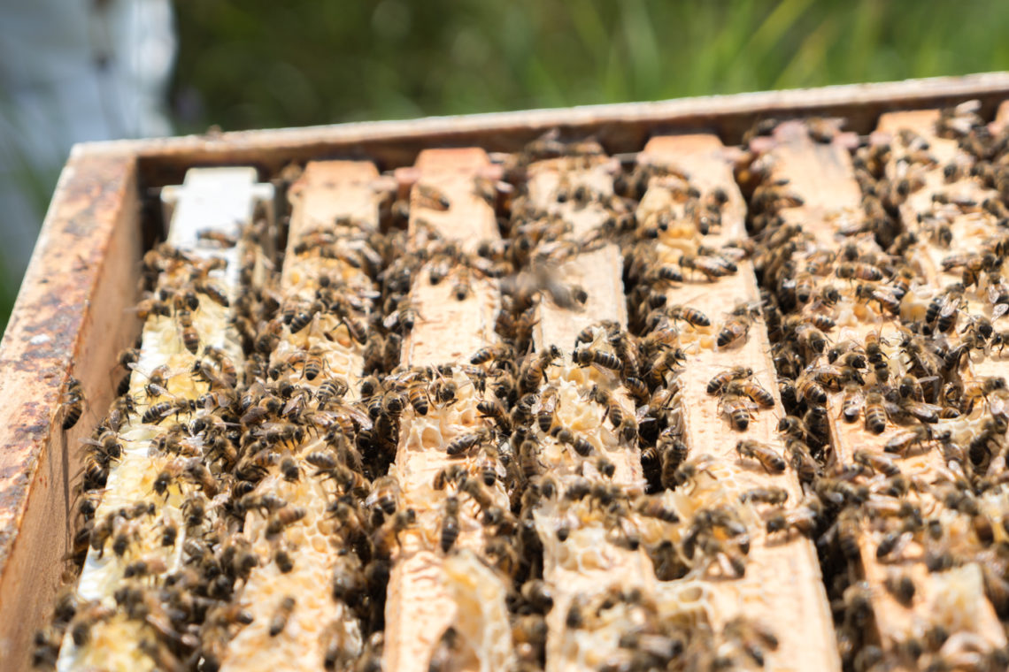 Abeilles dans la ruche et les rayons - Miellerie Charlo