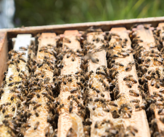 Abeilles dans la ruche et les rayons - Miellerie Charlo