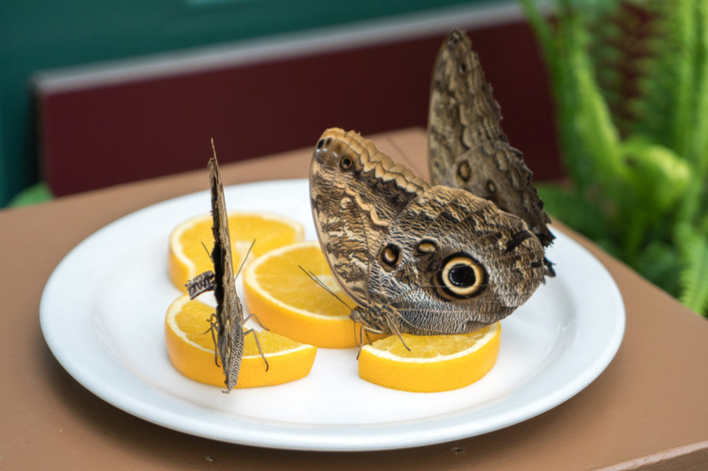 Papillons posés sur des tranches d'orange au Jardin botanique du Nouveau-Brunswick à Edmundston