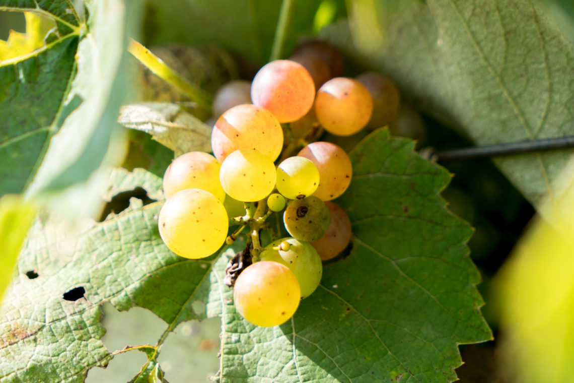 Raisins en grappe pour vendanges - Val Caudalies - Route des vins - Brome-Missisquoi