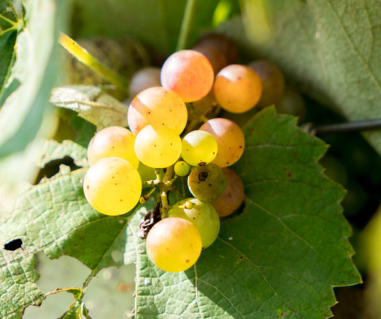 Raisins en grappe pour vendanges - Val Caudalies - Route des vins - Brome-Missisquoi