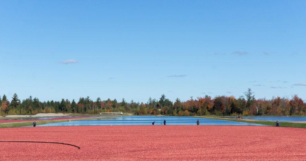 Tapis rouge de Canneberges au Centre-du-Québec - où voir les canneberges au Québec?