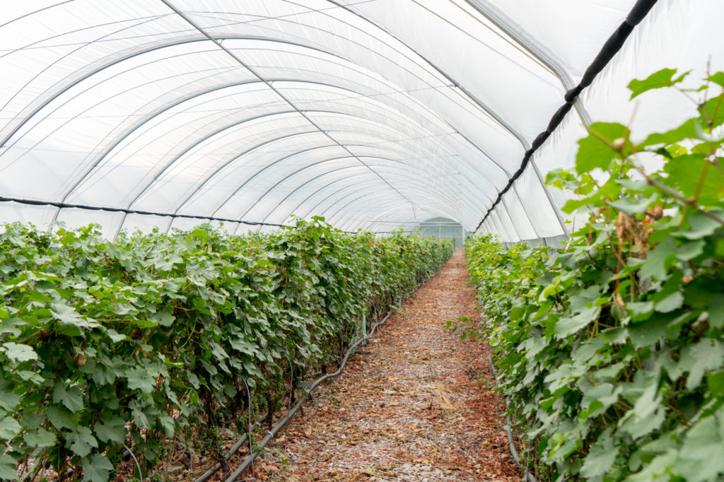 Vignes dans la serre au Vignoble du Ruisseau de Dunham sur la route des vins