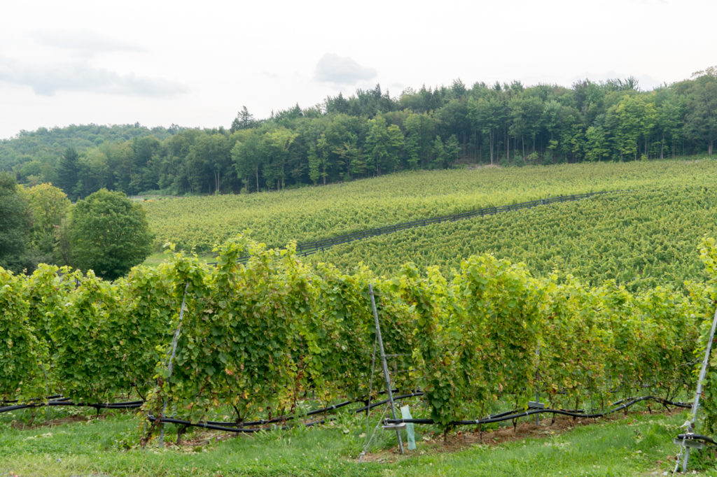 Vignoble - Panorama typique des cantons de l'est