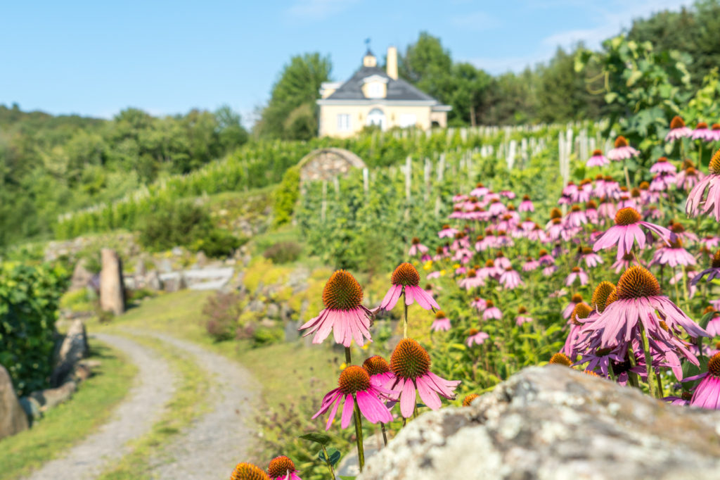 Vue sur Vignoble Chapelle Sainte-Agnes