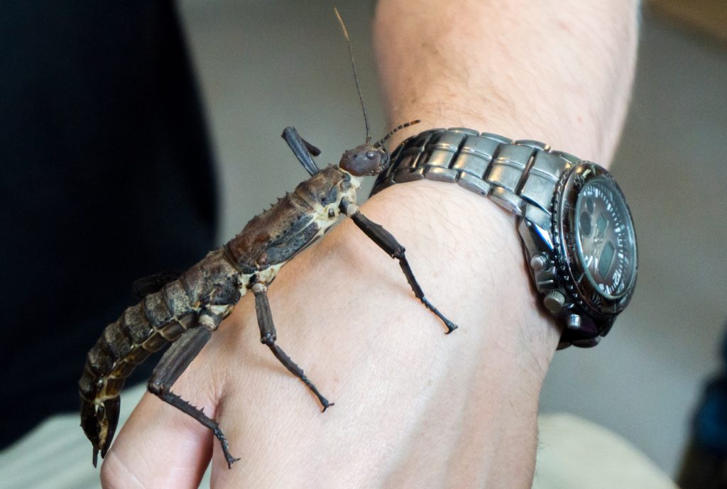 Mon expérience au Labyrinthe des insectes d'Amos en Abitibi-Témiscamingue