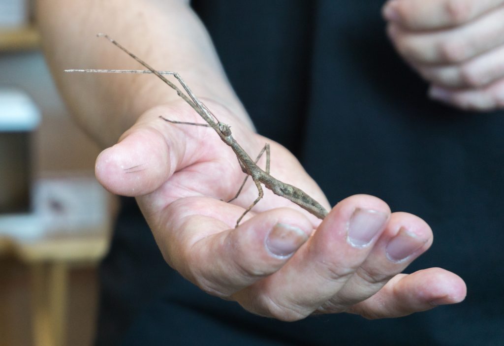 Mon expérience au Labyrinthe des insectes d'Amos en Abitibi-Témiscamingue