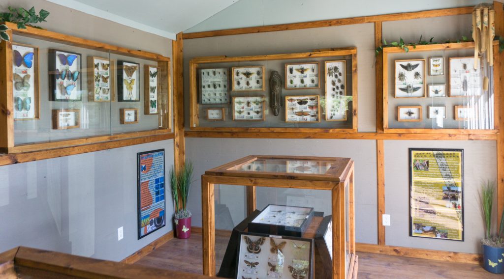Mon expérience au Labyrinthe des insectes d'Amos en Abitibi-Témiscamingue