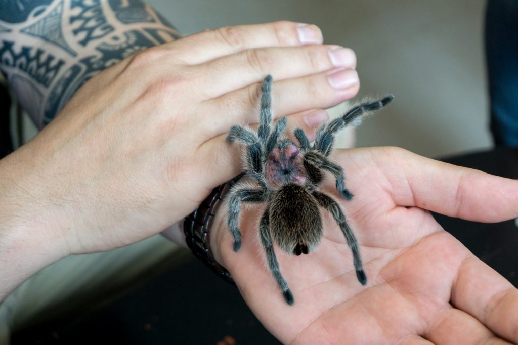 Tarentule du Labyrinthe des insectes en Abitibi-Témiscamingue à Amos