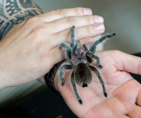 Tarentule du Labyrinthe des insectes en Abitibi-Témiscamingue à Amos