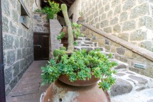 Plantes - Agriturismo biologico Sant'Egle - Où se loger en Toscane