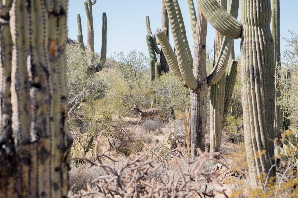 Mignonne petite biche dans le Saguaro National Park près de Tucson en Arizona