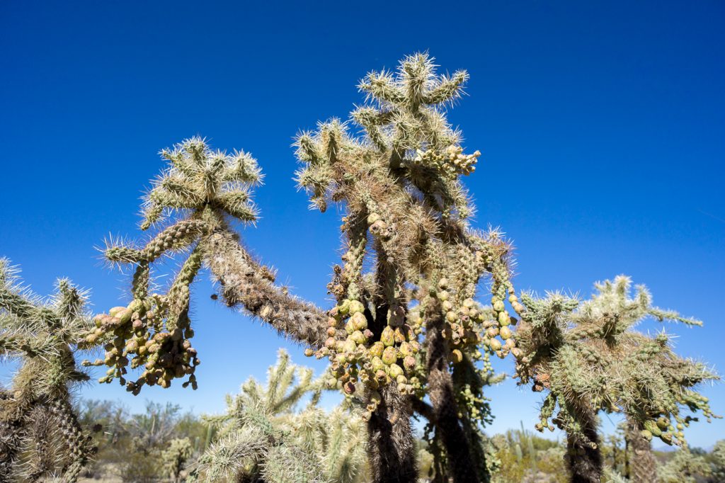 La folie des cactus en Arizona ou quoi faire aux États-Unis