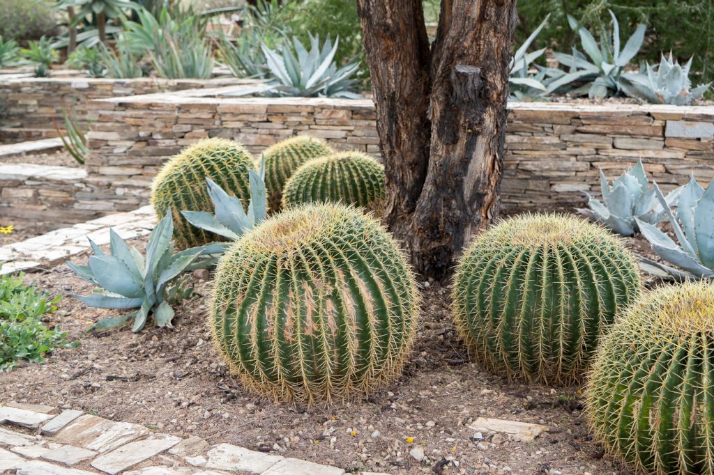 Des cactus qui ressemblent à des poufs dans le Desert Botanical Garden de Phoenix, Arizona