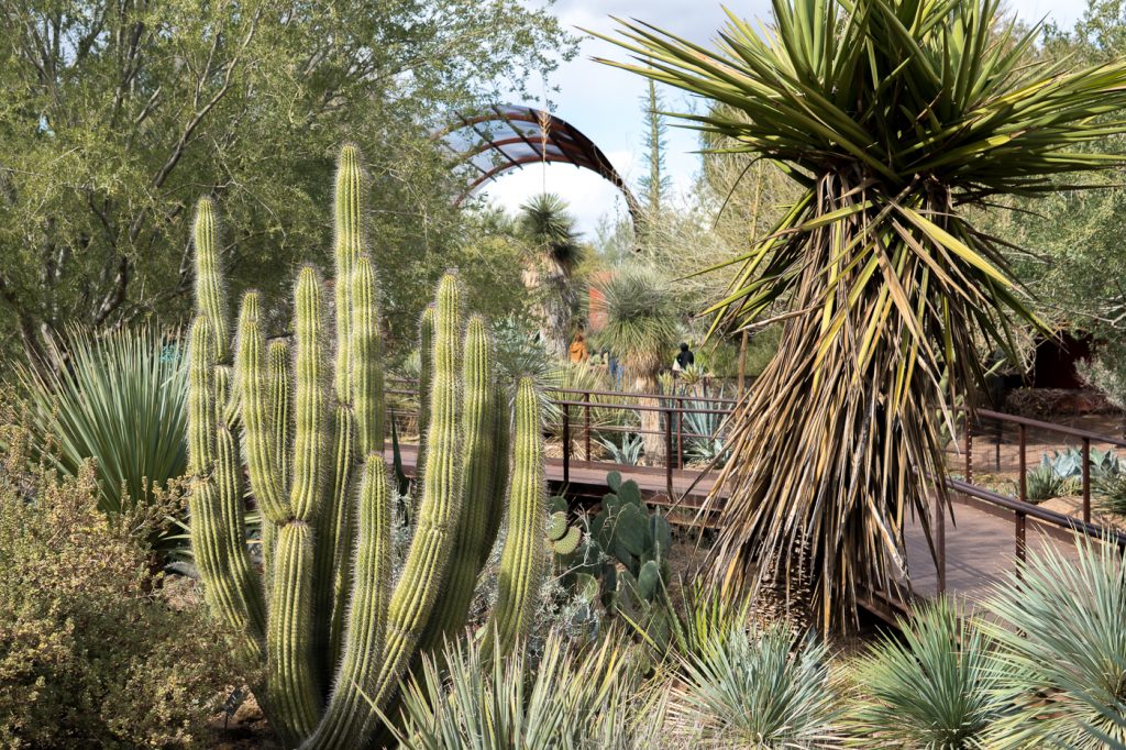 Desert Botanical Garden de Phoenix, Arizona