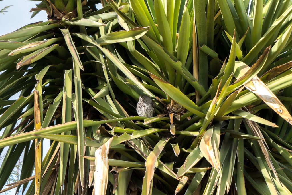 Un hibou qui se cache dans un arbre du Desert Botanical Garden de Phoenix, Arizona