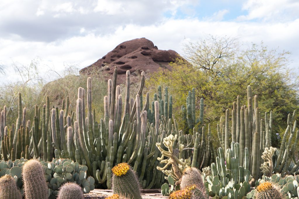 Montagne et cactus - Desert botanical garden de Phoenix en Arizona