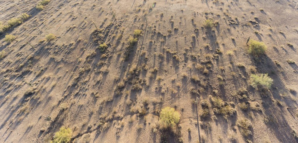 Ombre des cactus du désert de Sonora en Arizona