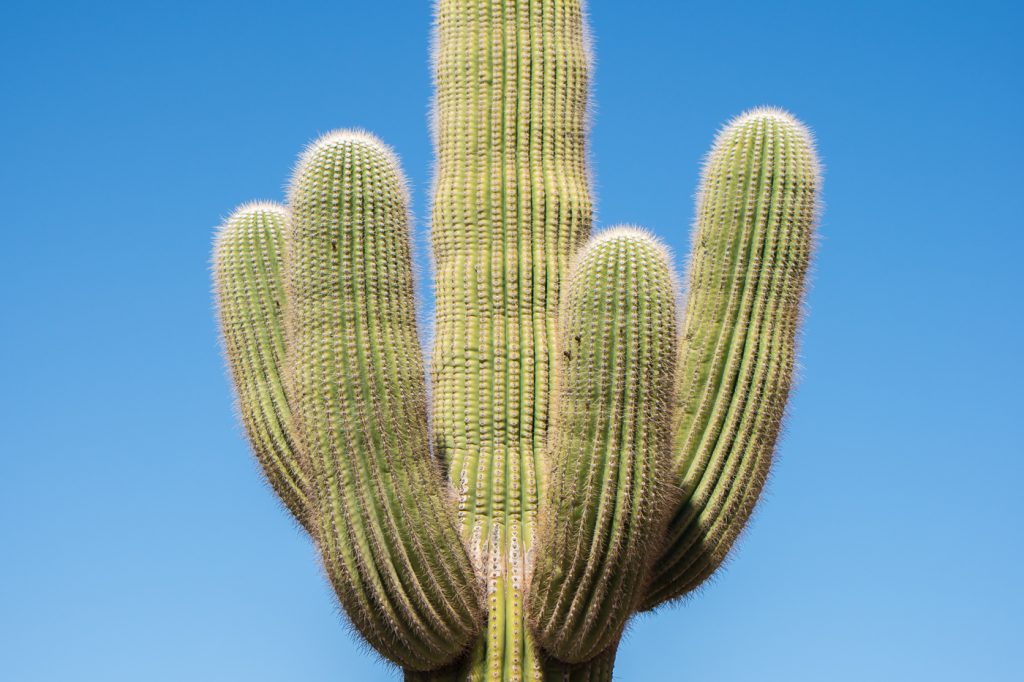 Vieux cactus Saguaro