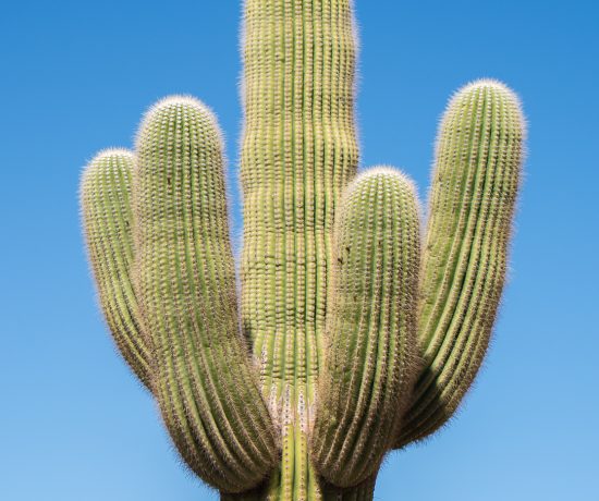 Vieux cactus Saguaro