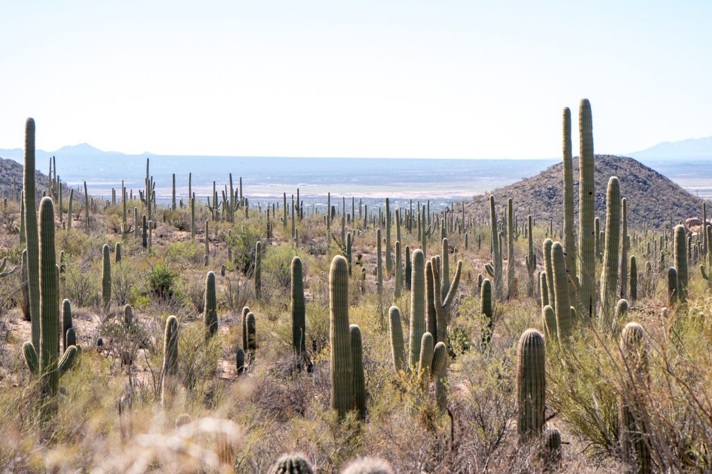 Vue du sommet Saguaro National Park - cactus en Arizona