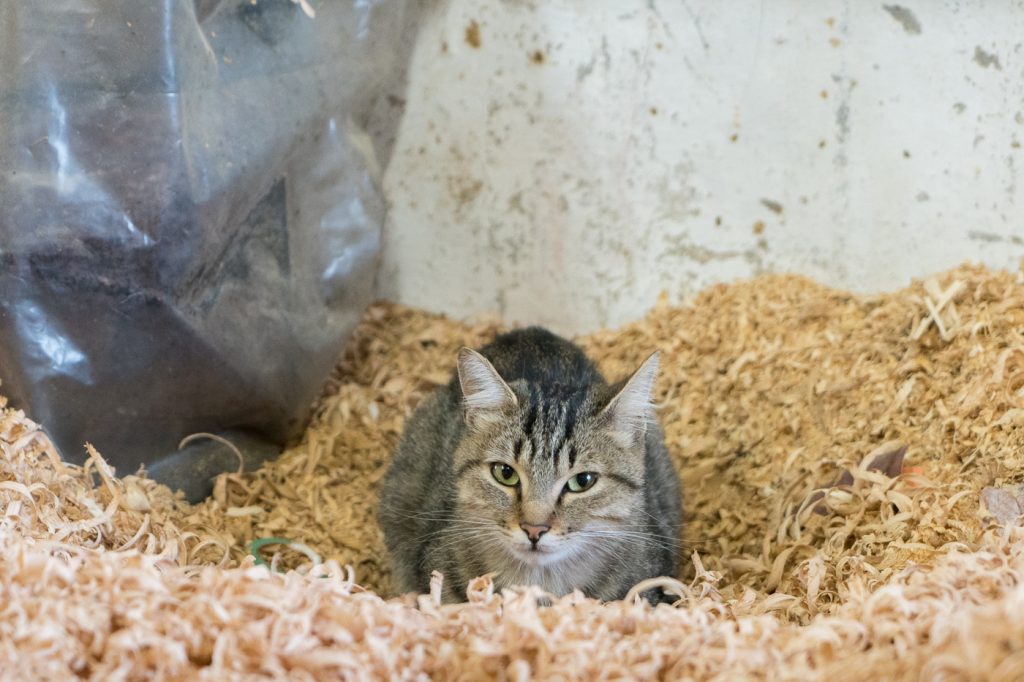 Chat confortable dans les sciures de bois