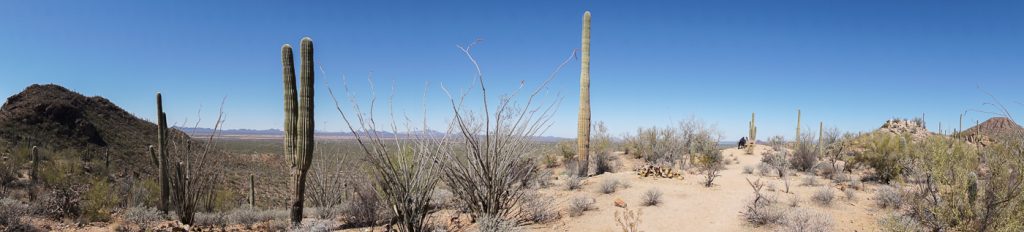 Panorama sur le sentier de marche dans le Saguaro National Park entre Phoenix et Tucson Arizona