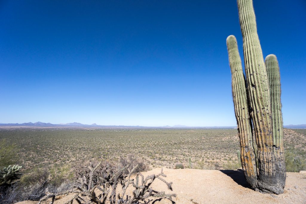 Parc national de Saguaro plein de cactus - Vue de la randonnée - États-Unis