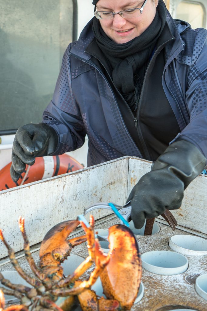 Jennifer élastique le homard des îles de la Madeleine